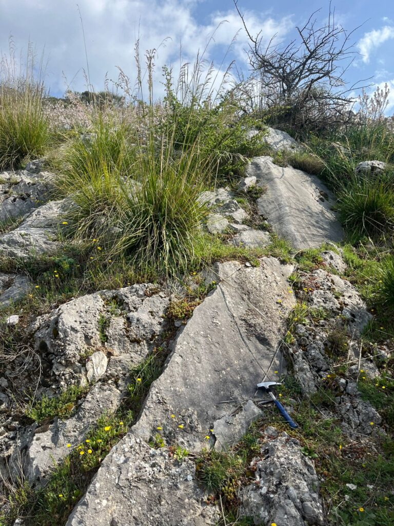 Campagna di rilevamento